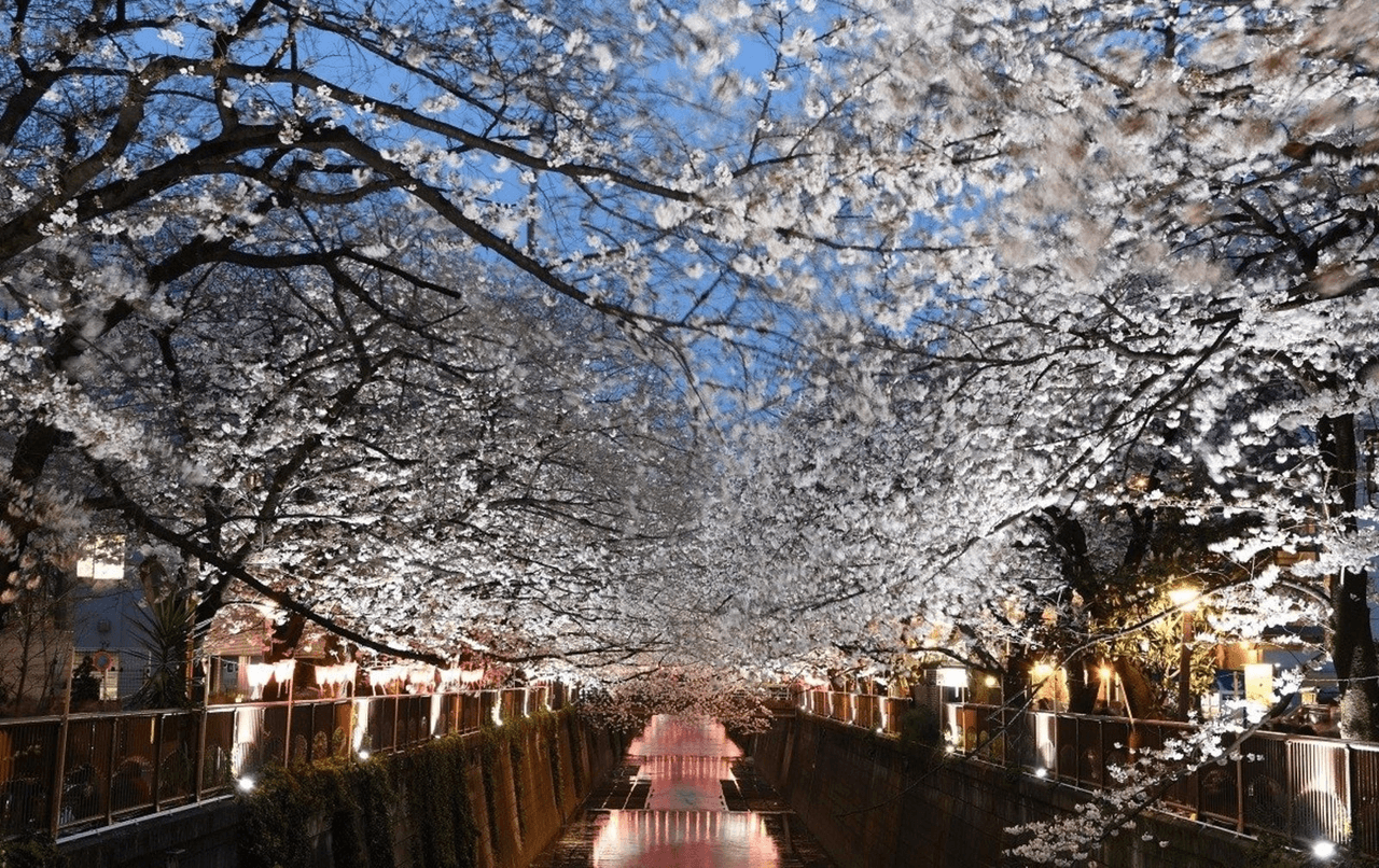 东京 · 上野公园 / 目黑川