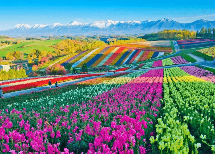 北海道 · 富良野